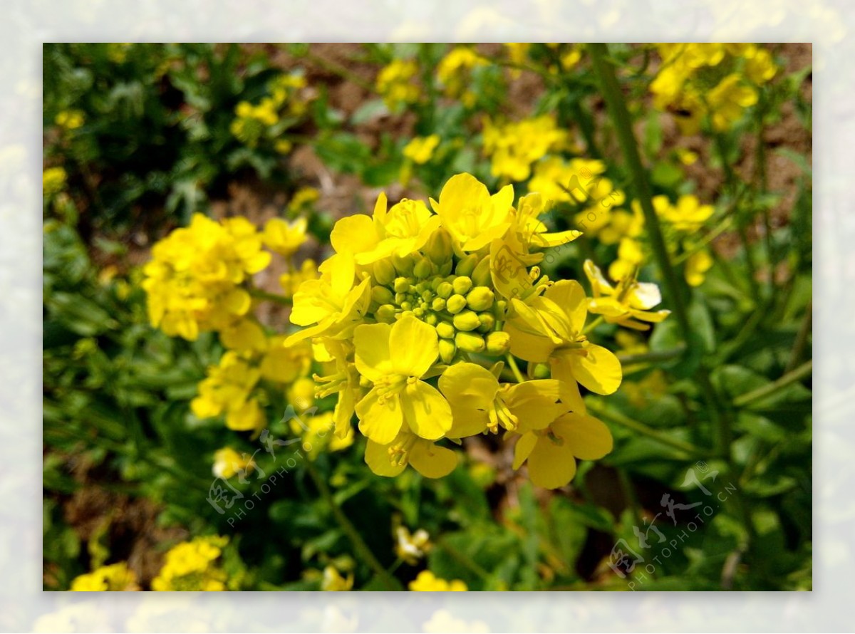 油菜花图片