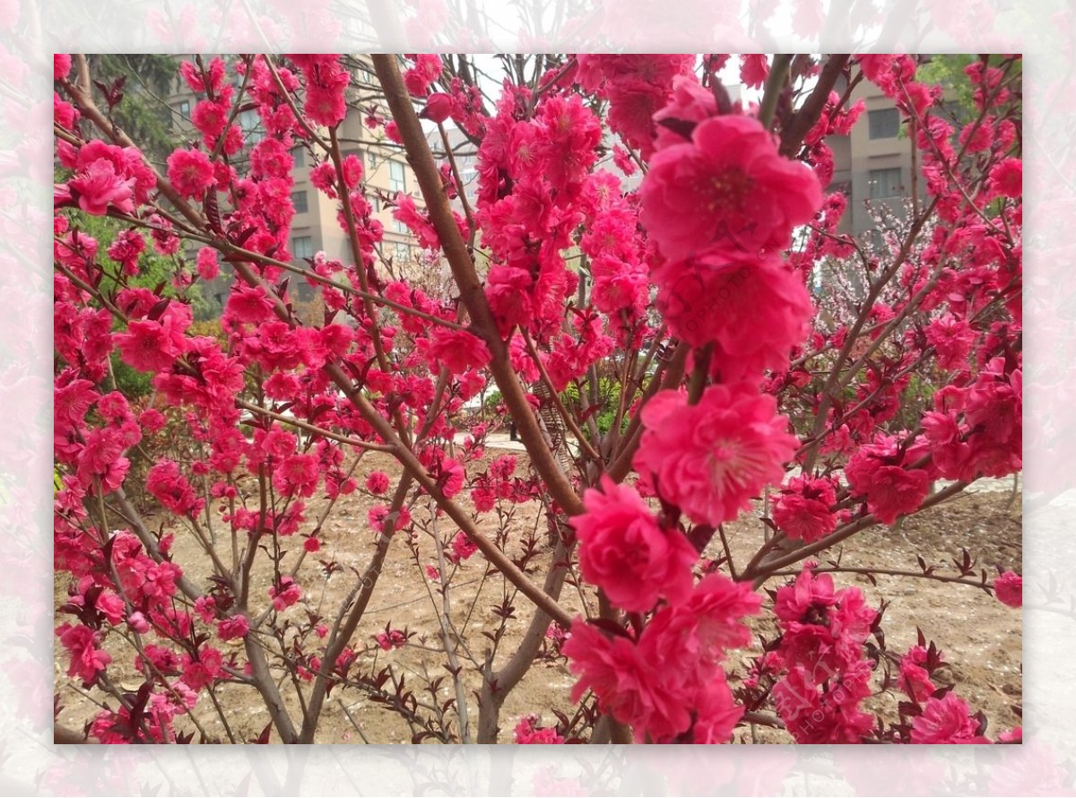绿化红花树图片