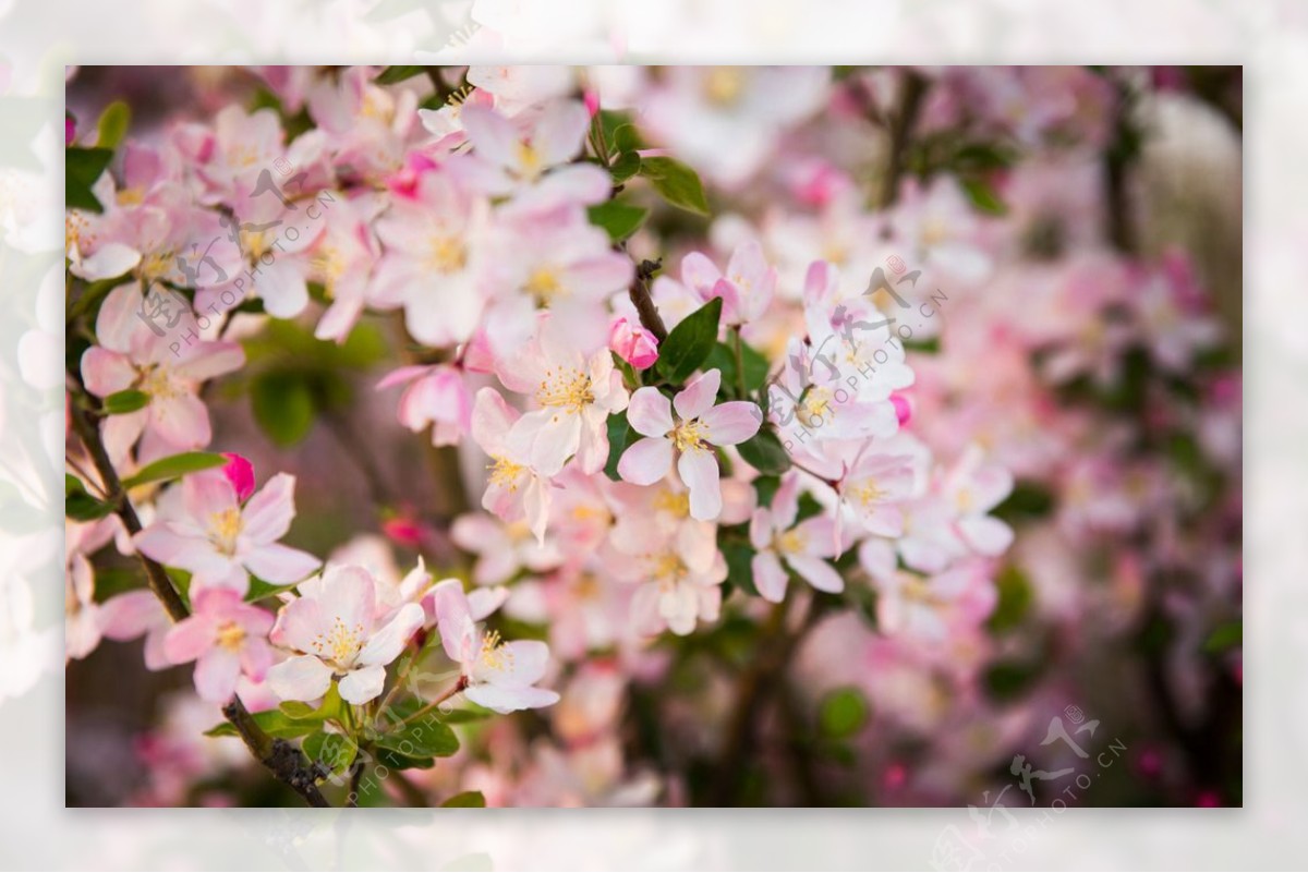 粉色的海棠图片