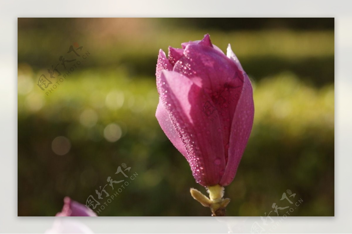紫玉兰花高清摄影图片