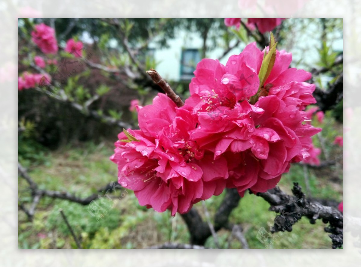 红桃花图片