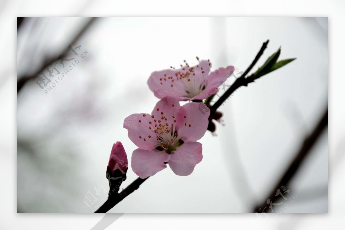 樱花花蕾图片