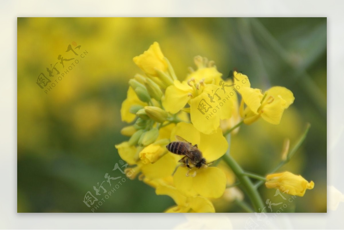 油菜花蜜蜂图片