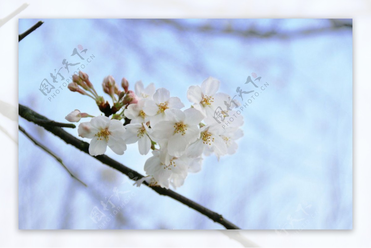 樱花抄图片