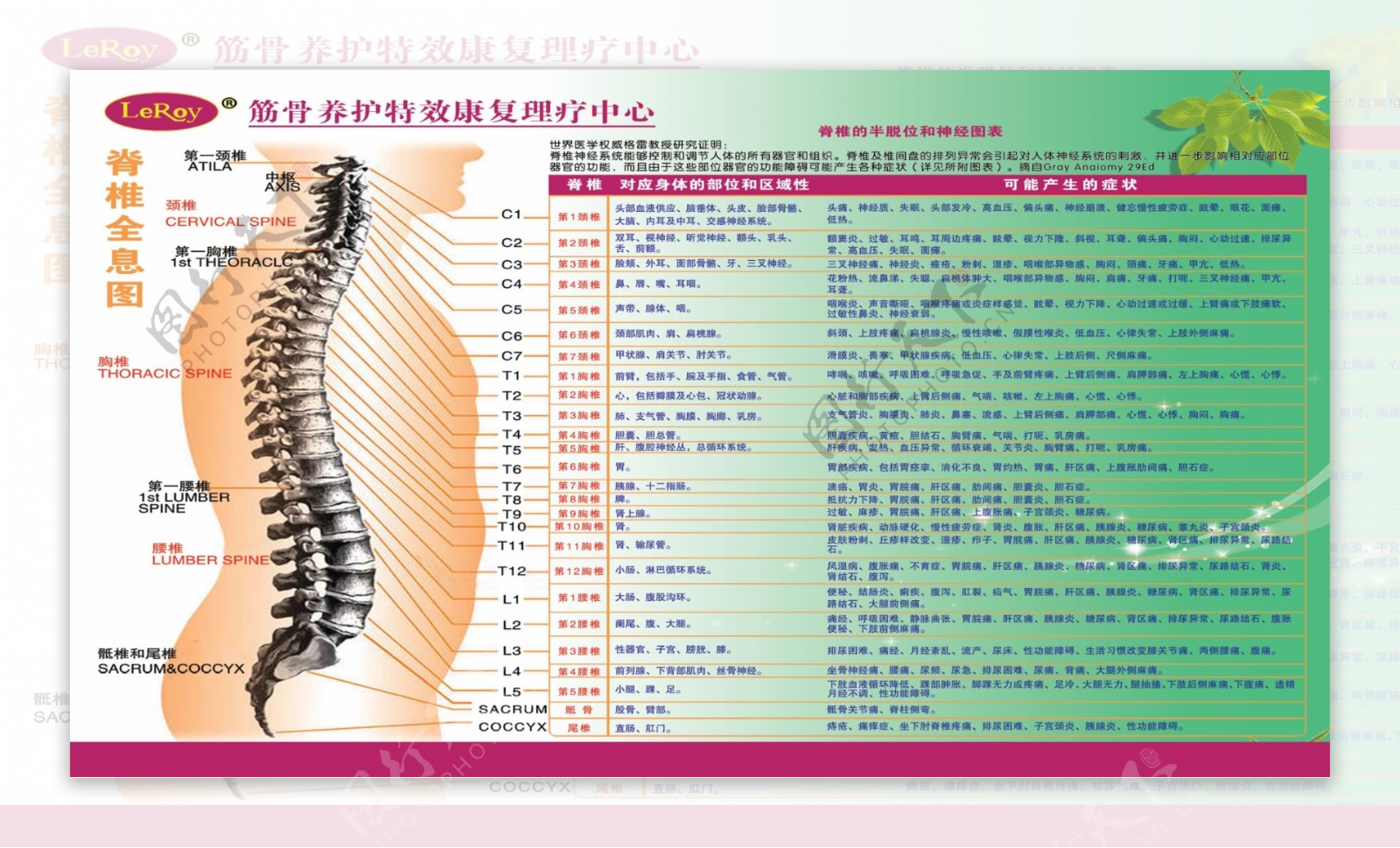 筋骨养护康复中心脊椎图图片