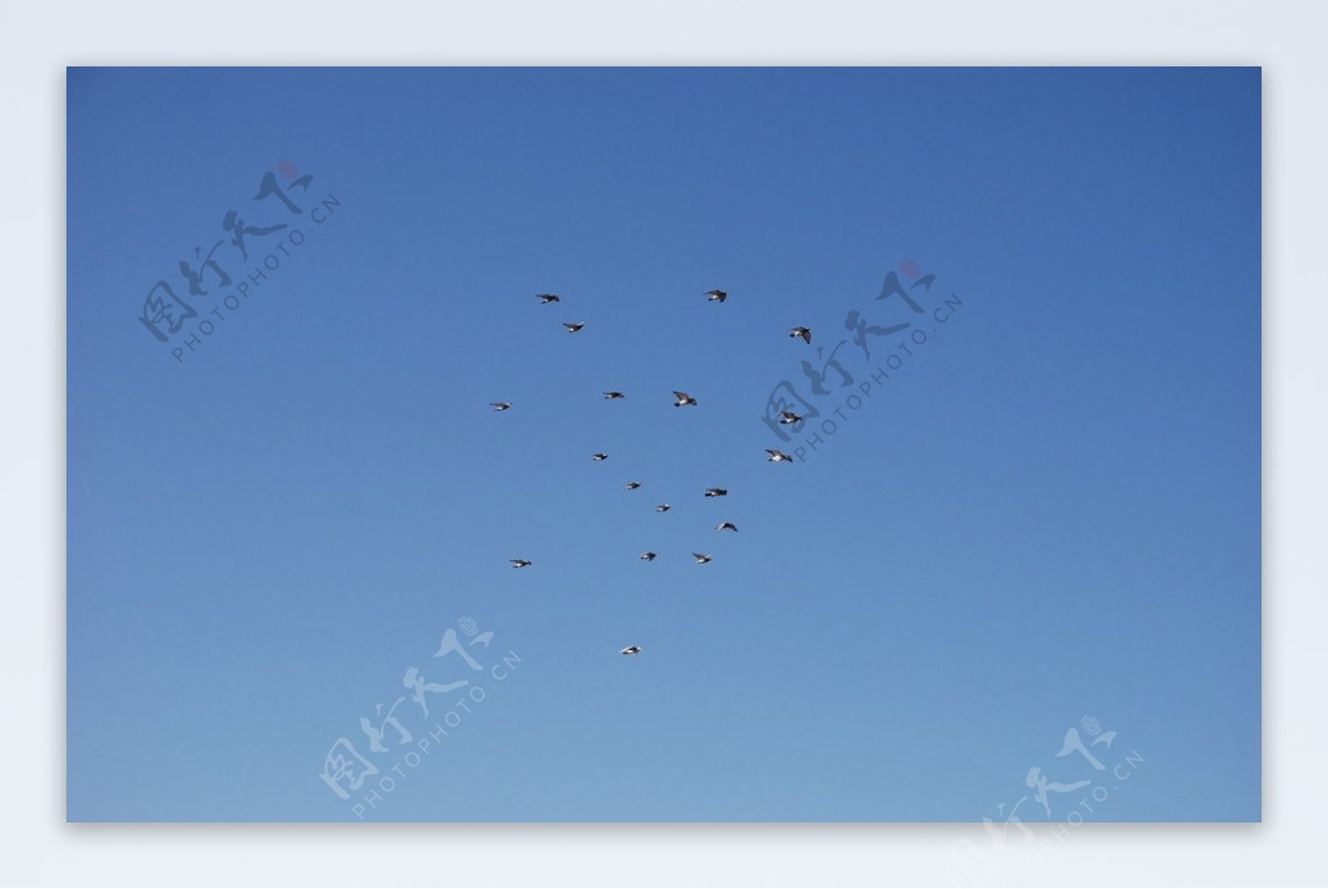 飞翔的鸽群图片