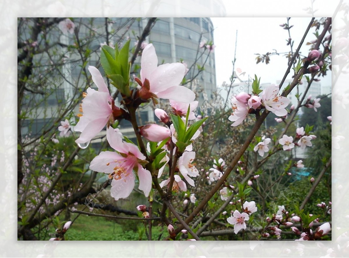 雨后桃花图片