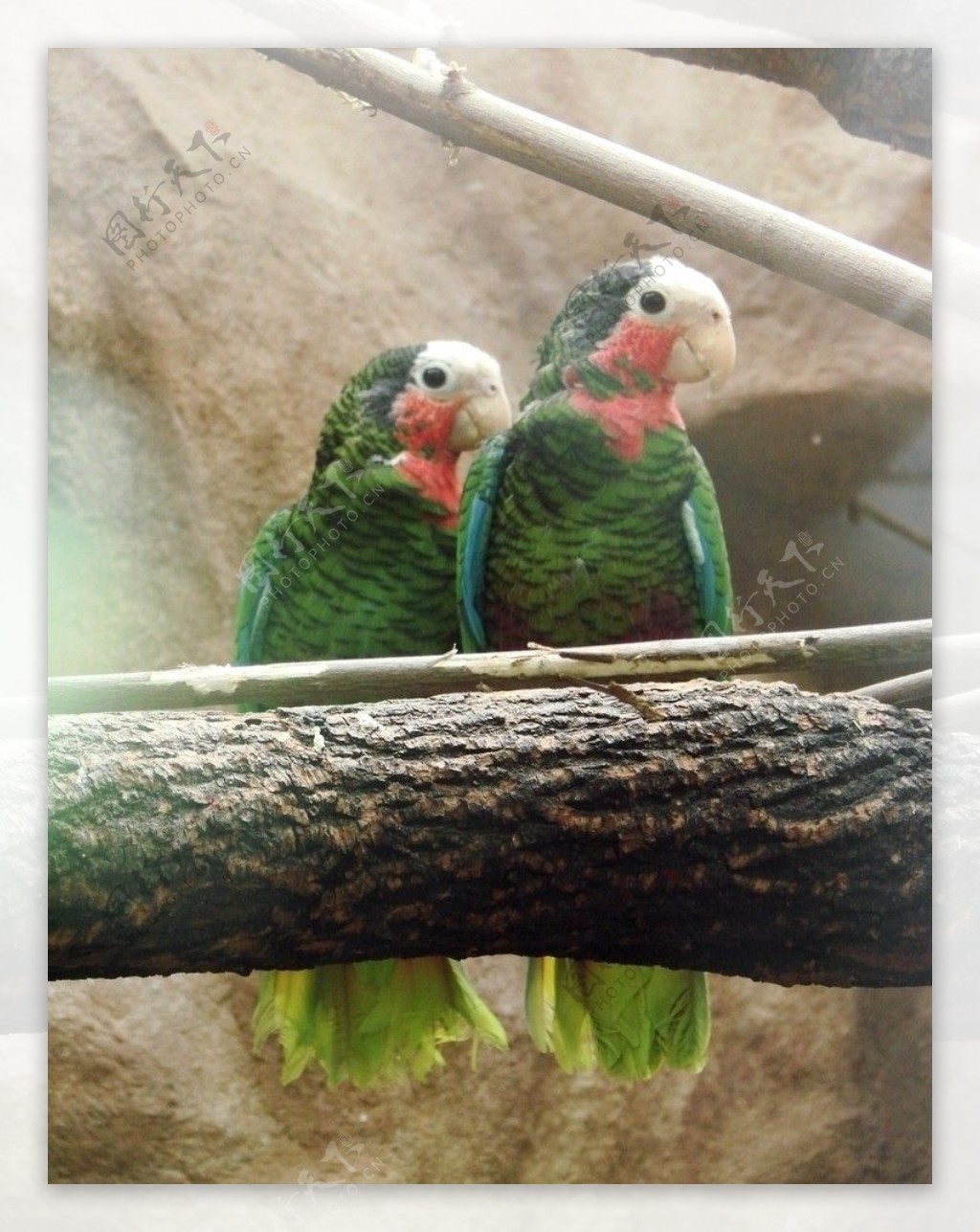 古巴亚马逊鹦鹉图片