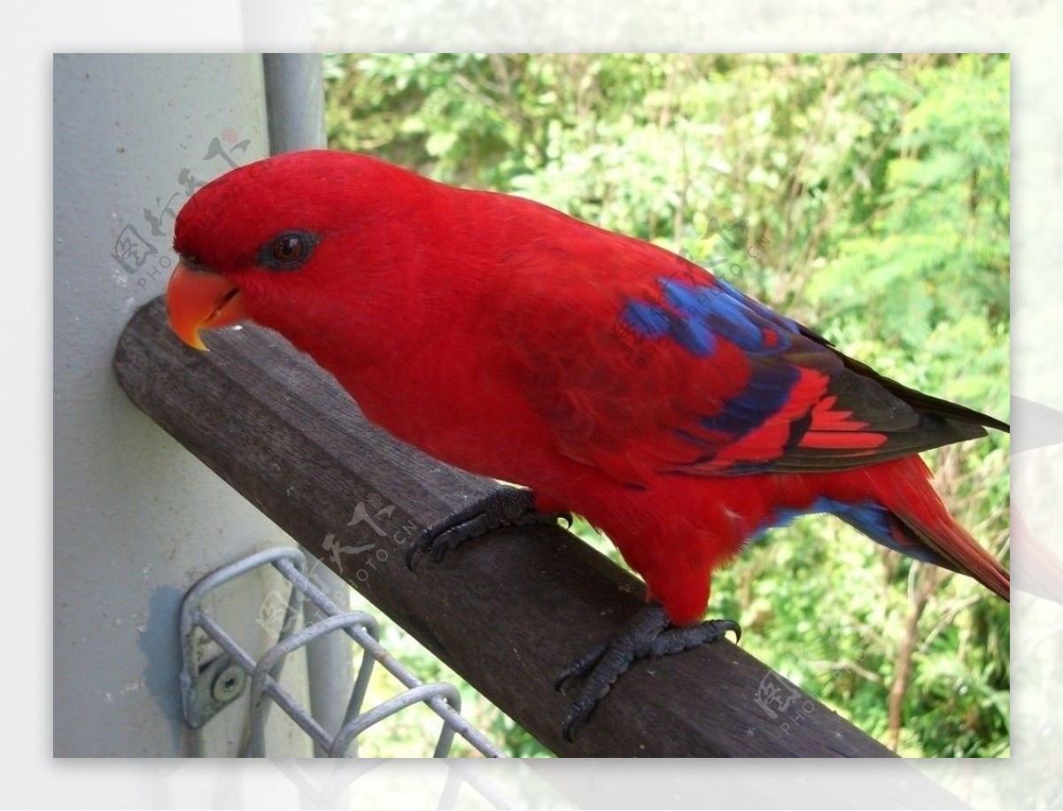 红色吸蜜鹦鹉图片