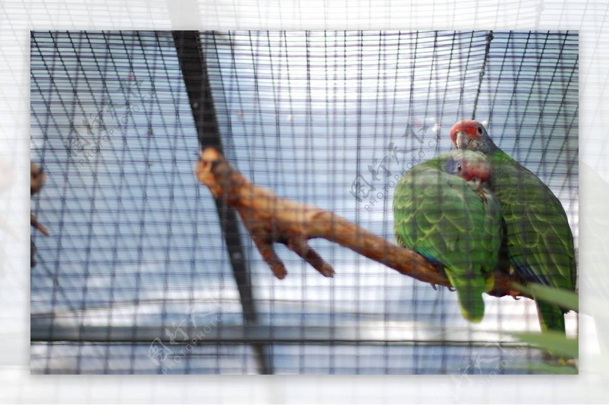红尾亚马逊鹦鹉图片