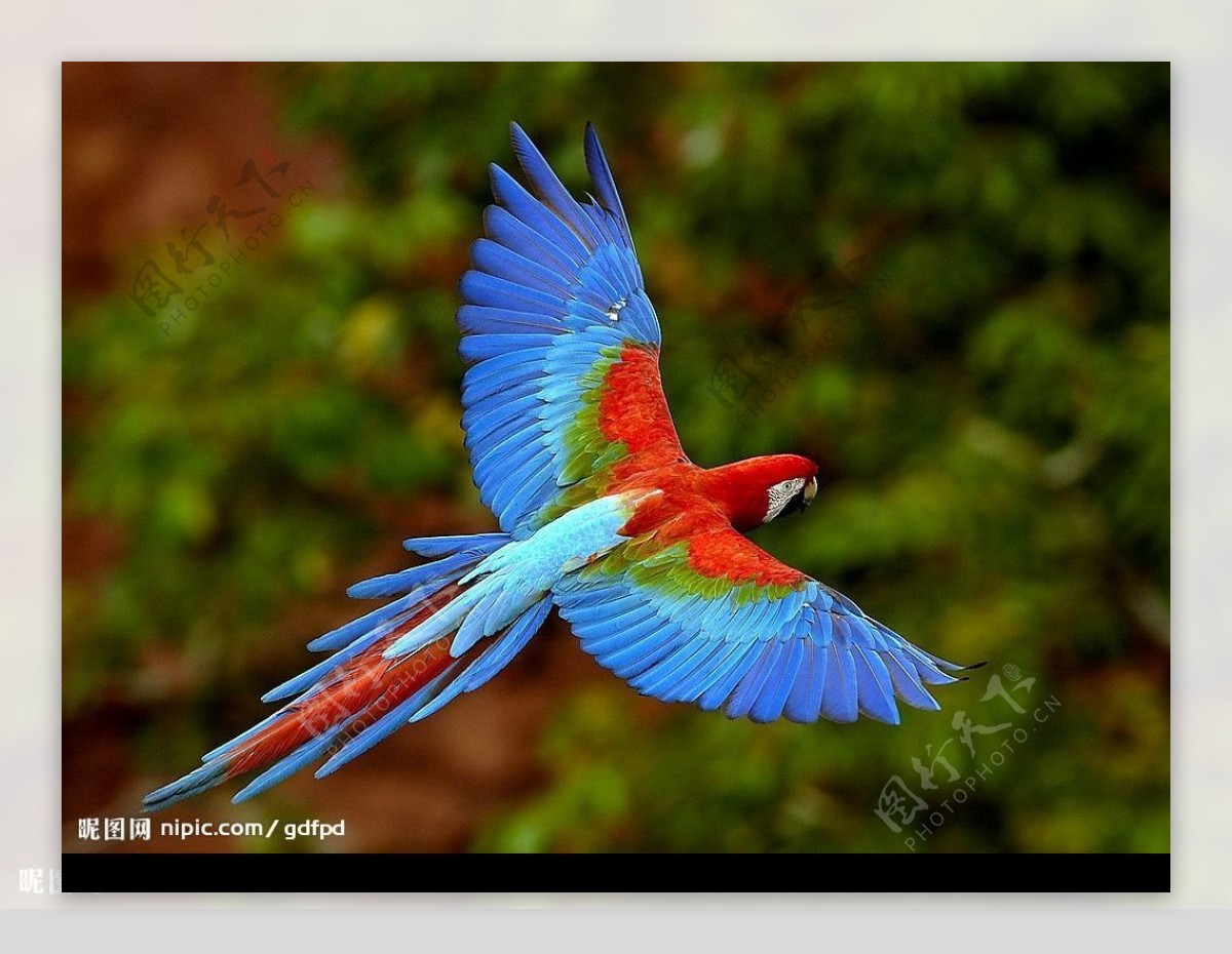 色彩缤纷之鸟图片
