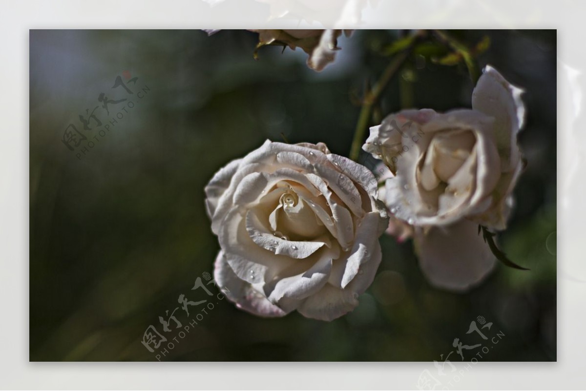 白色玫瑰摄影图图片
