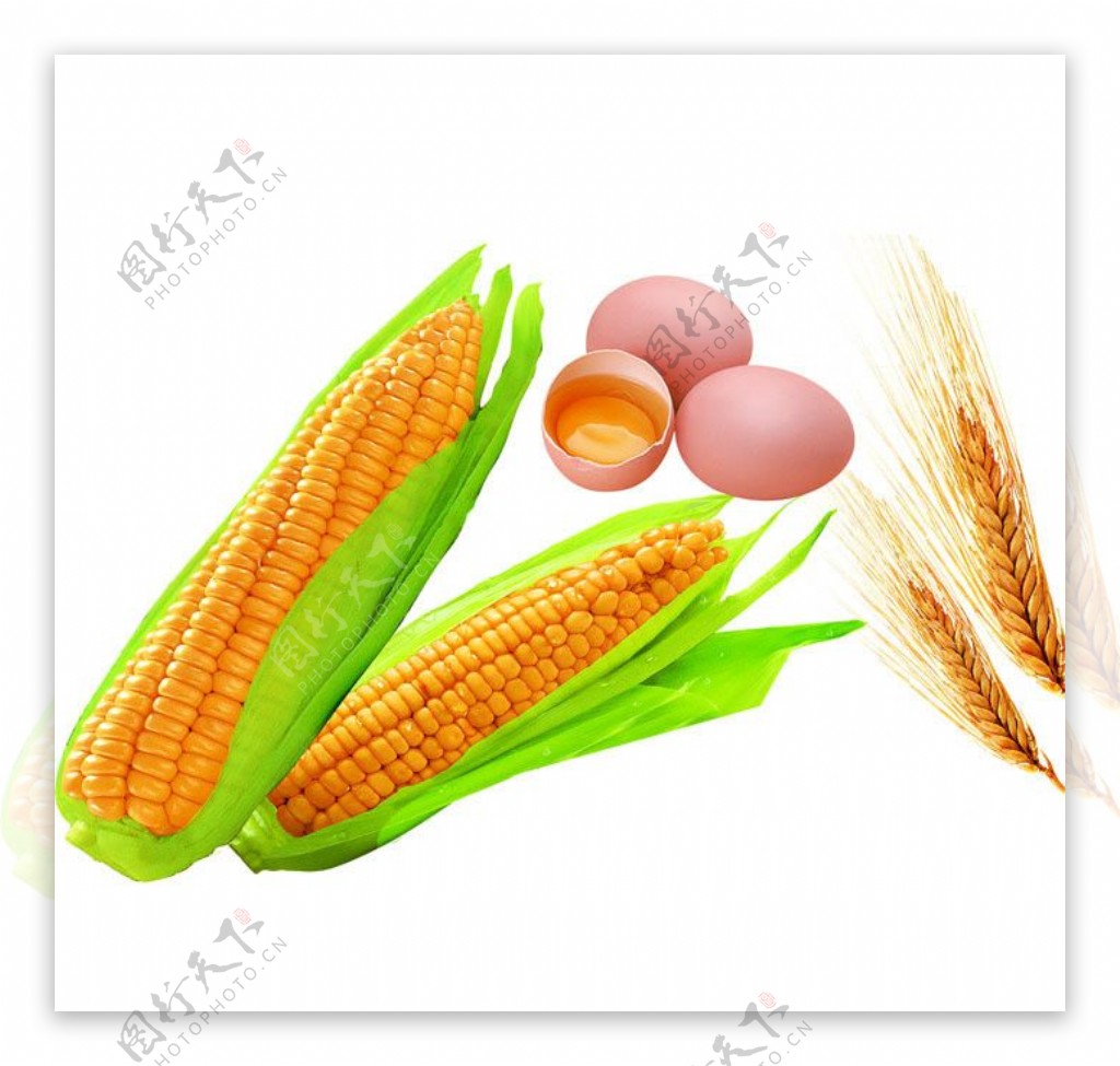 玉米鸡蛋麦穗图片