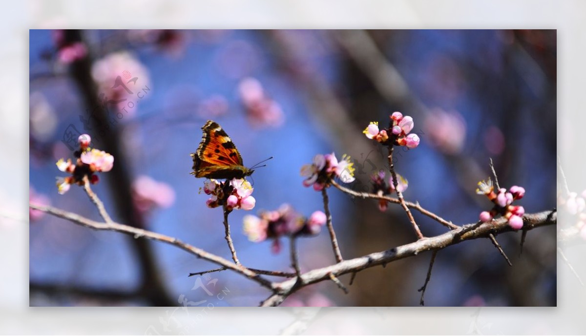 春之蝶图片