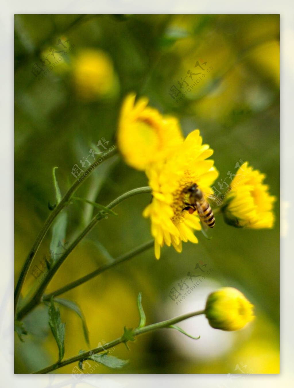 菊花上的蜜蜂图片