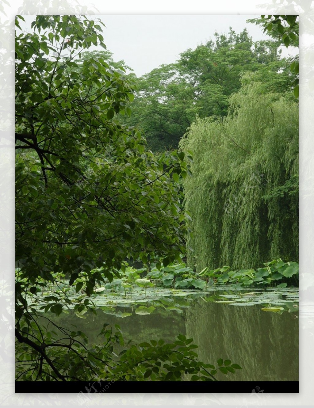 西湖的绿图片