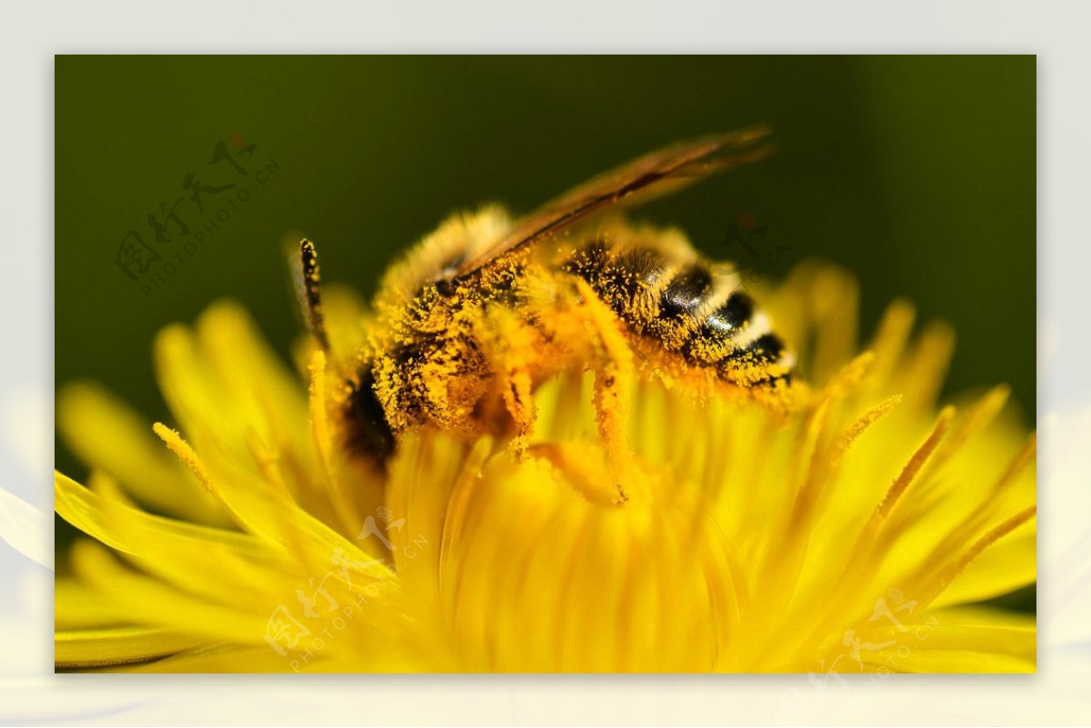 两只蜜蜂（水彩）——蜂蜜系列水彩插画|插画|商业插画|fushiillu - 原创作品 - 站酷 (ZCOOL)