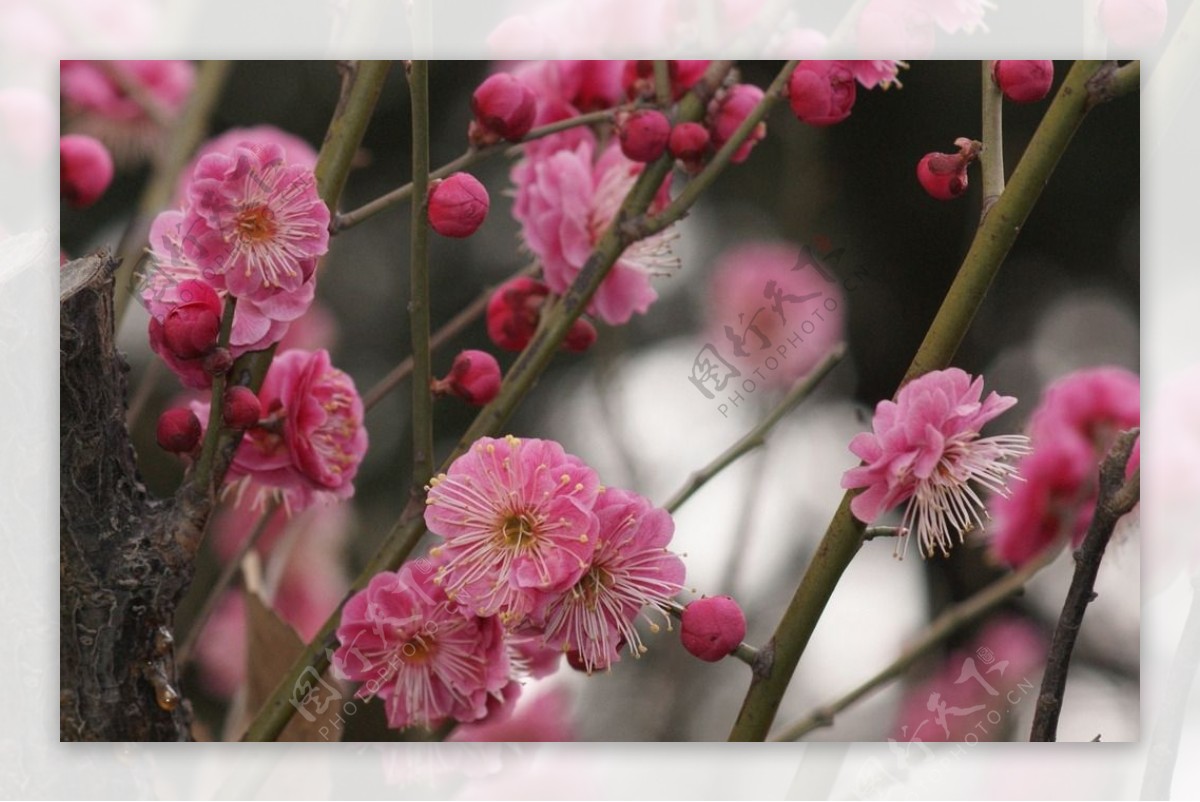 红梅花图片