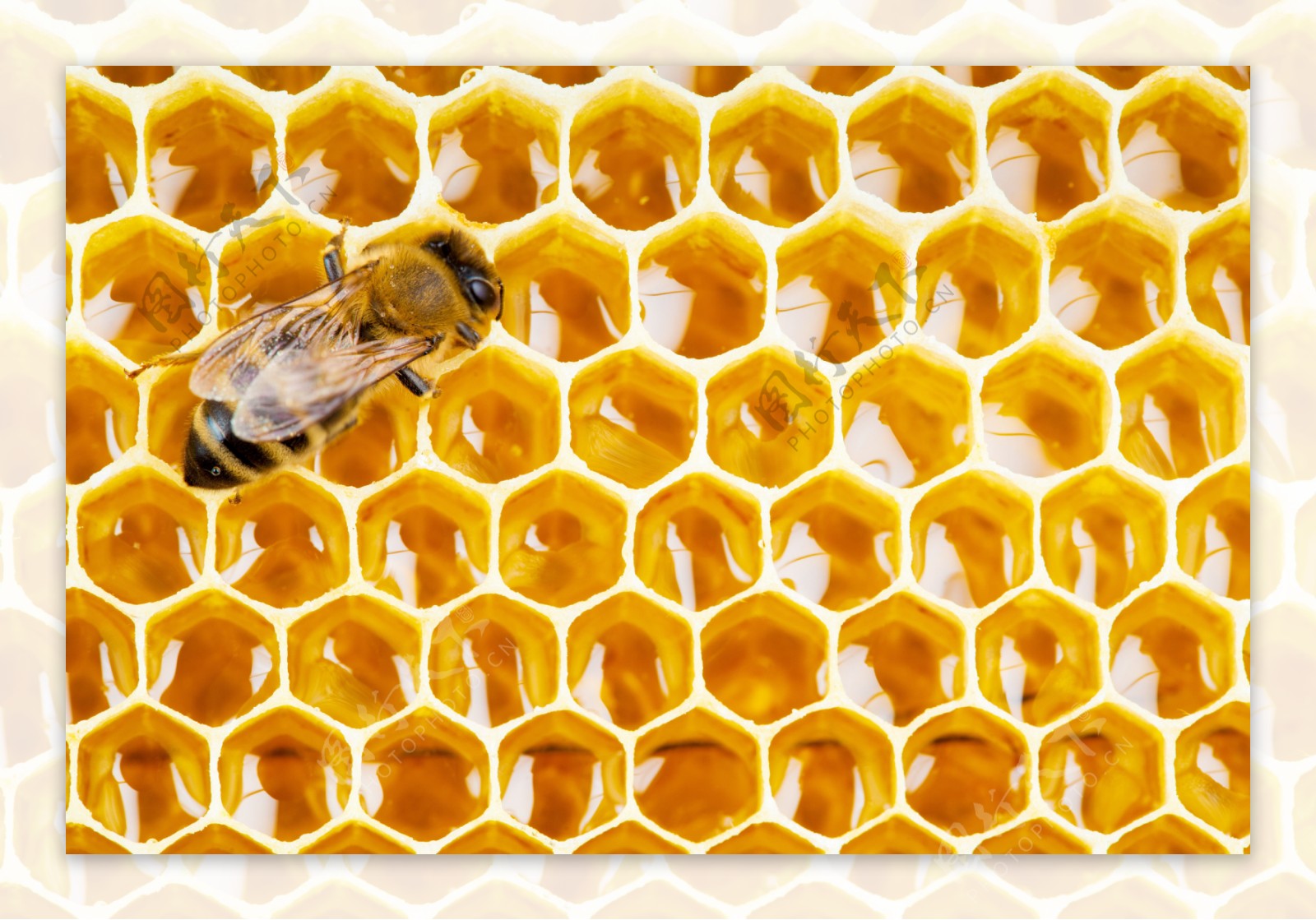 唯美蜜蜂图片