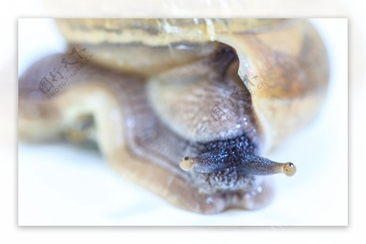 唯美蜗牛图片