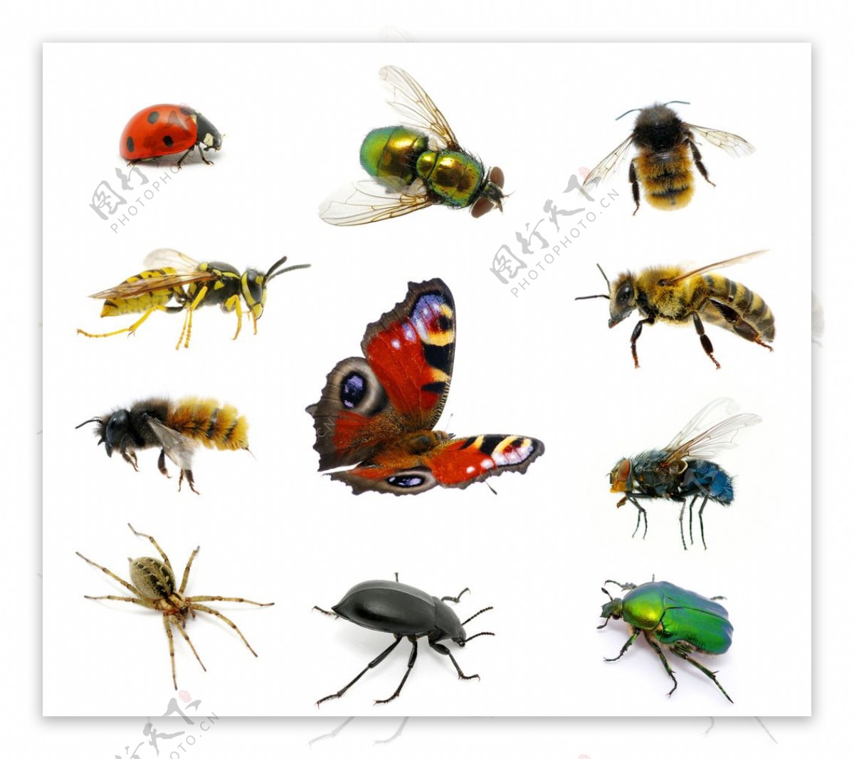 图片素材 : 特写, 蜻蜓, 飞, 昆虫, 无脊椎动物, 小, 宏, 性质, 户外, 翅膀 6000x4000 - - 1518033 ...
