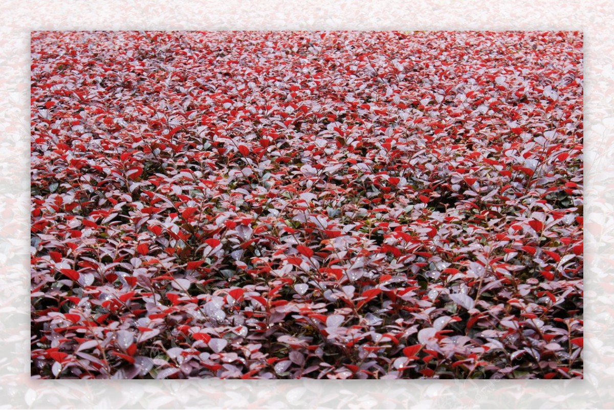 红花檵木丛图片