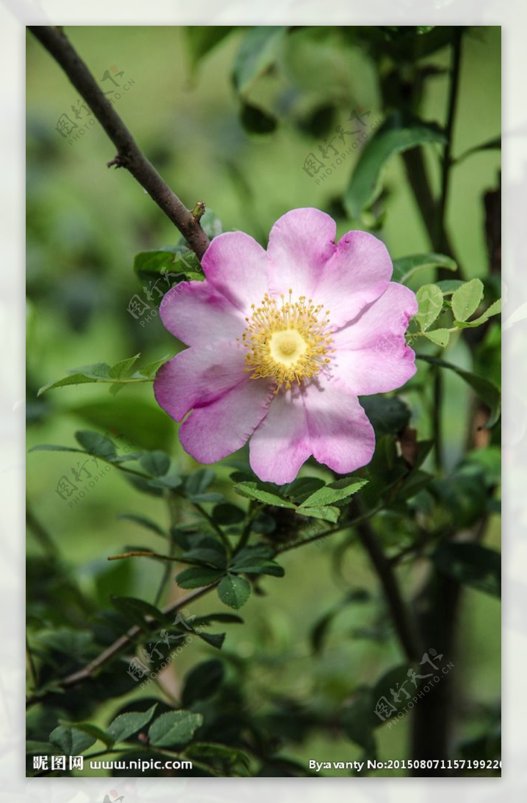 田间花图片