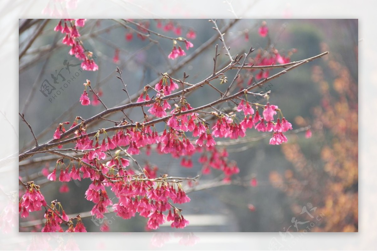 永福樱花图片