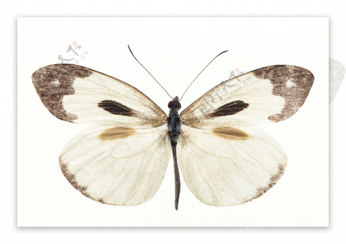 灰白色粉蝶图片