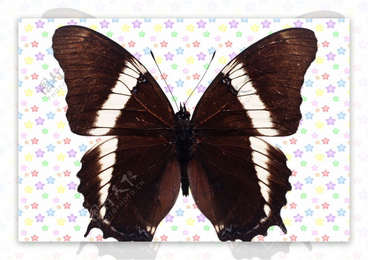 黑色白条状蝴蝶图片