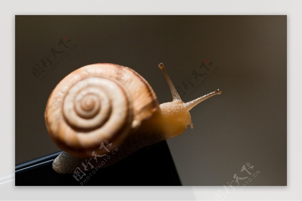 张望的蜗牛图片