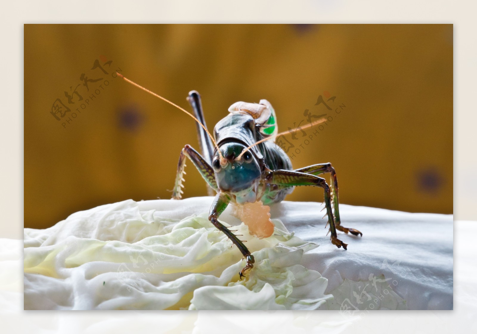 优草螽-中国昆虫生态-图片