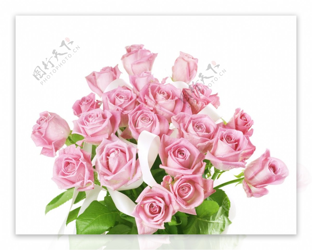 粉色玫瑰花图片素材-编号26191588-图行天下