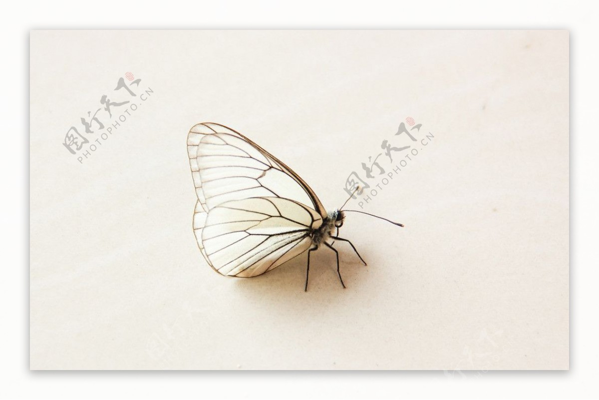 白蝴蝶图片