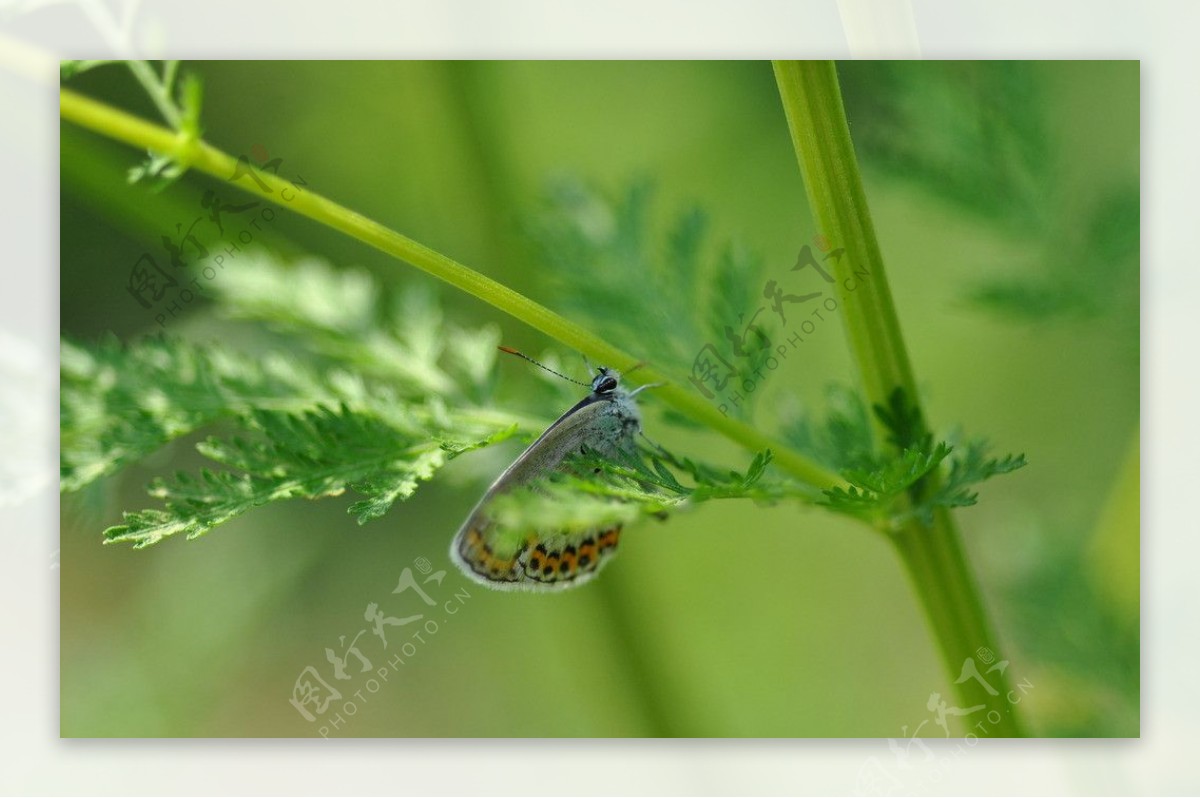 蝴蝶昆虫图片