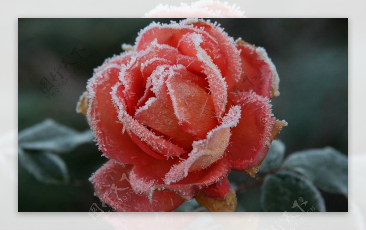 冰雪香槟玫瑰图片