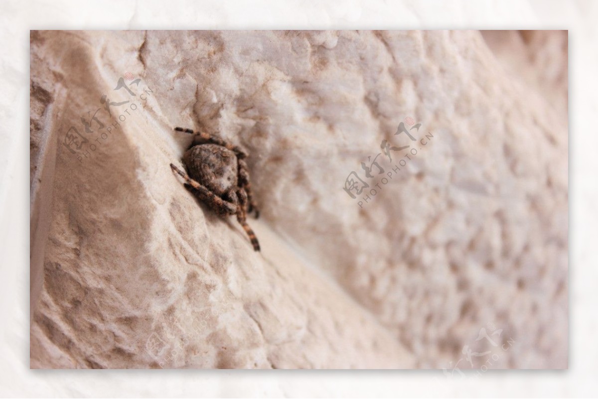 石缝中的小蜘蛛图片