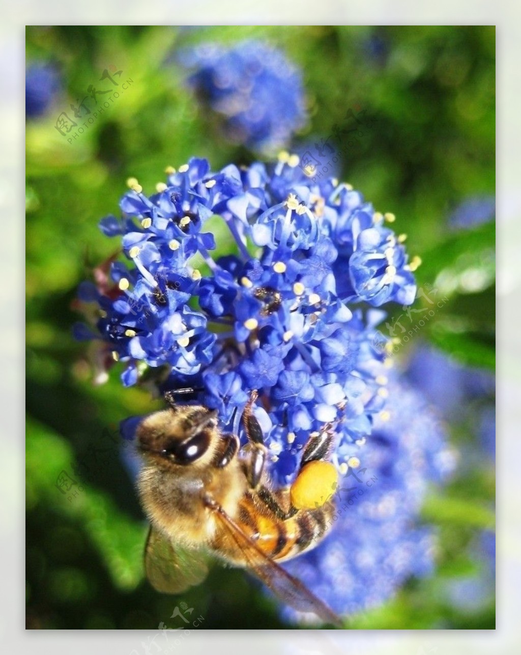 壁纸 : 花卉, 性质, 宏, 蓝色, 花粉, 蜜蜂, 熊蜂, 植物区系, 花瓣, 动物群, 特写, 微距摄影, 无脊椎动物, 膜翅昆虫 ...
