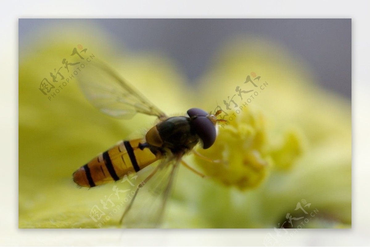 蜜蜂采蜜图片_动物昆虫_自然风景-图行天下素材网