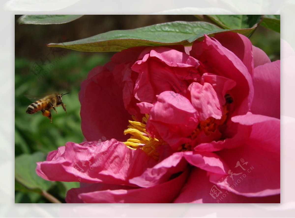 蜜蜂牡丹图片