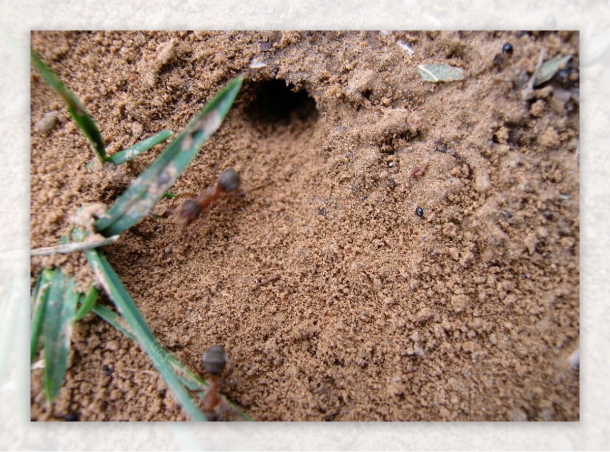 蚂蚁洞图片