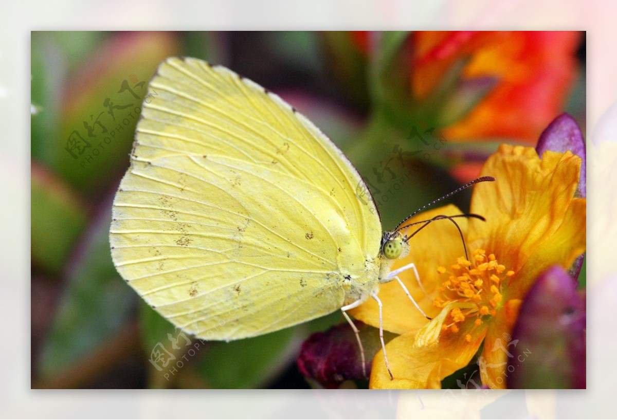 黄色花朵上的黄色蝴蝶图片