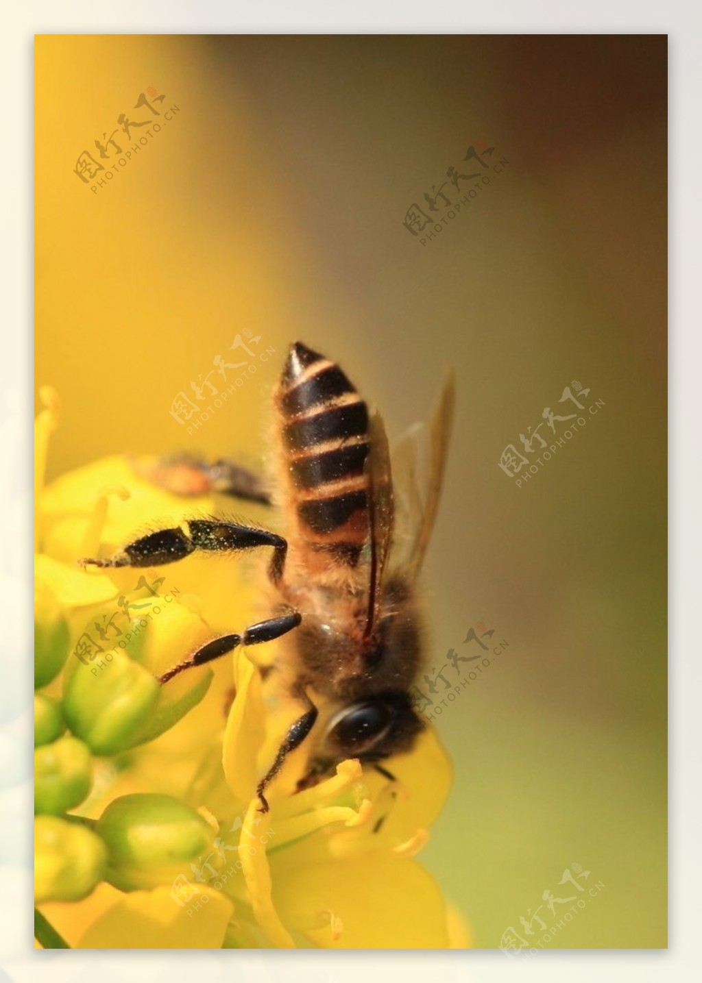 蜜蜂图片素材-编号07246804-图行天下
