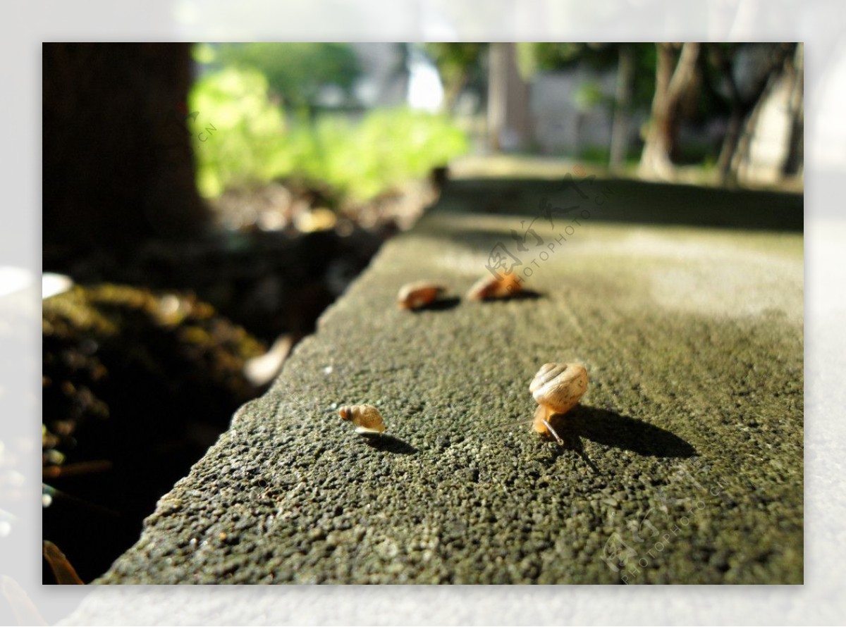 石阶上的小蜗牛图片