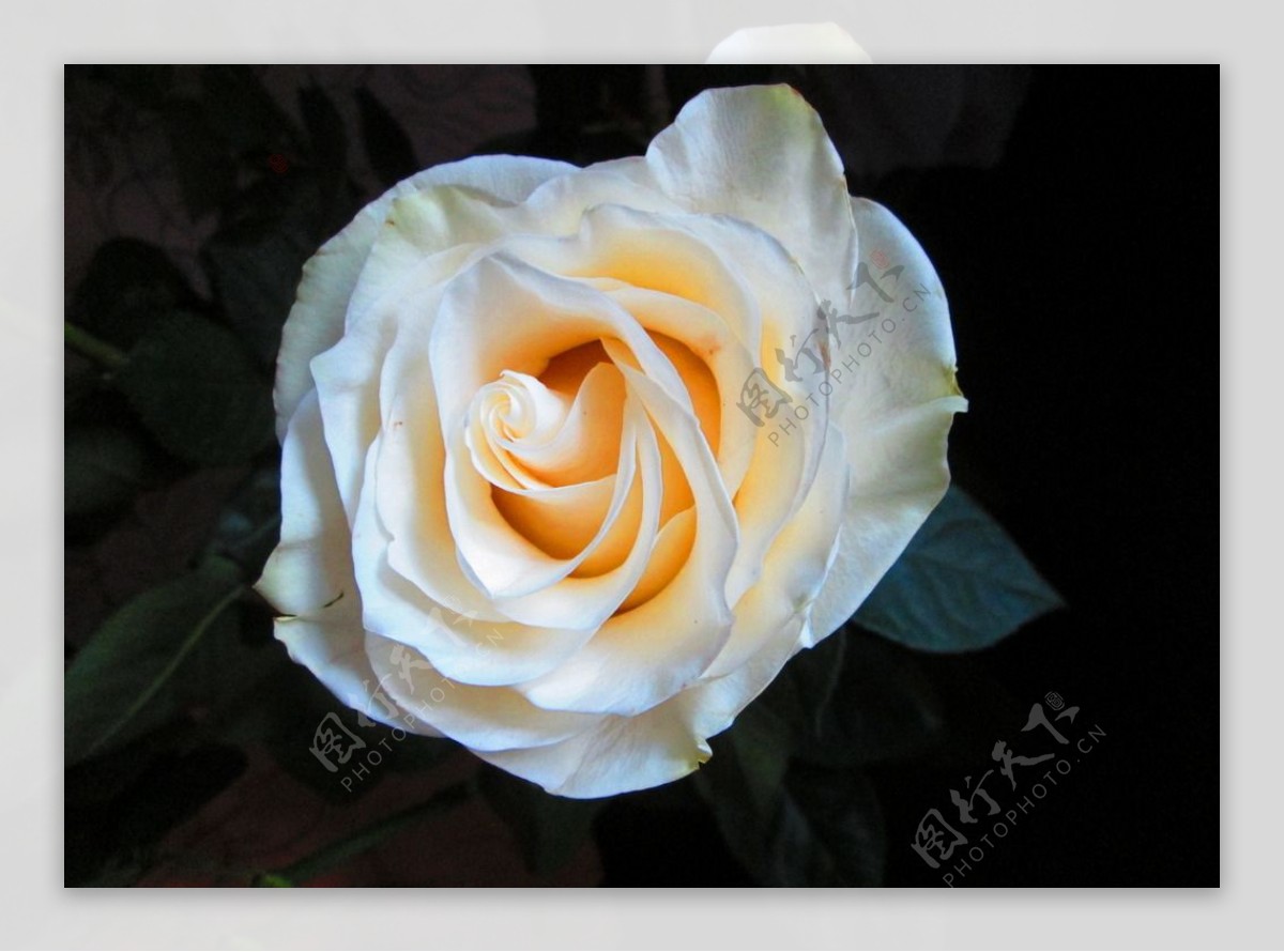唯美白玫瑰图片素材-编号14416522-图行天下