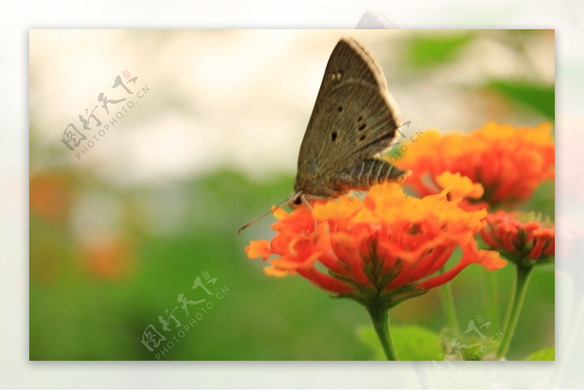 站在野花上的蝴蝶图片