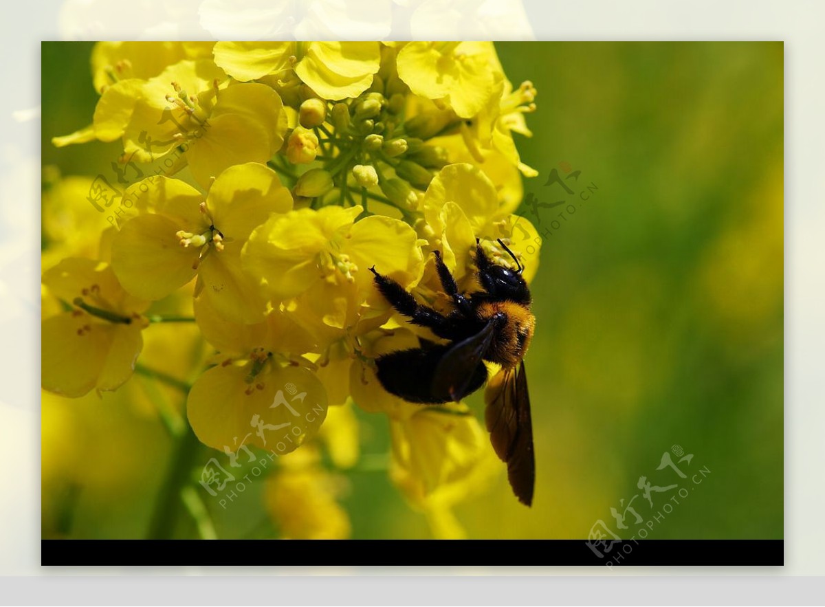 菜花蜜蜂图片