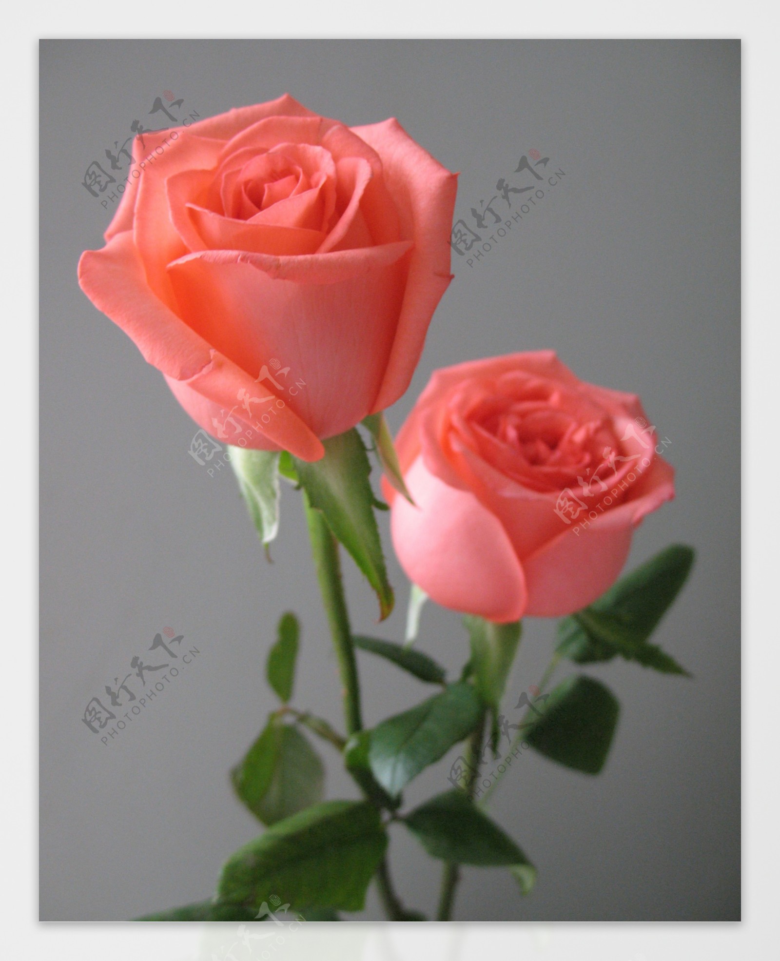 粉玫瑰图片素材-编号14304837-图行天下