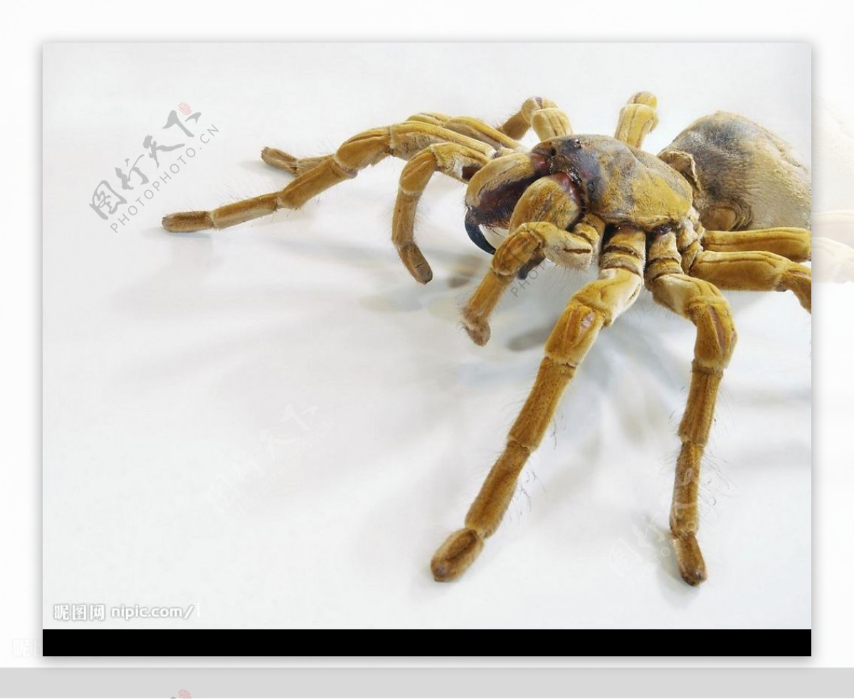 蜘蛛标本图片