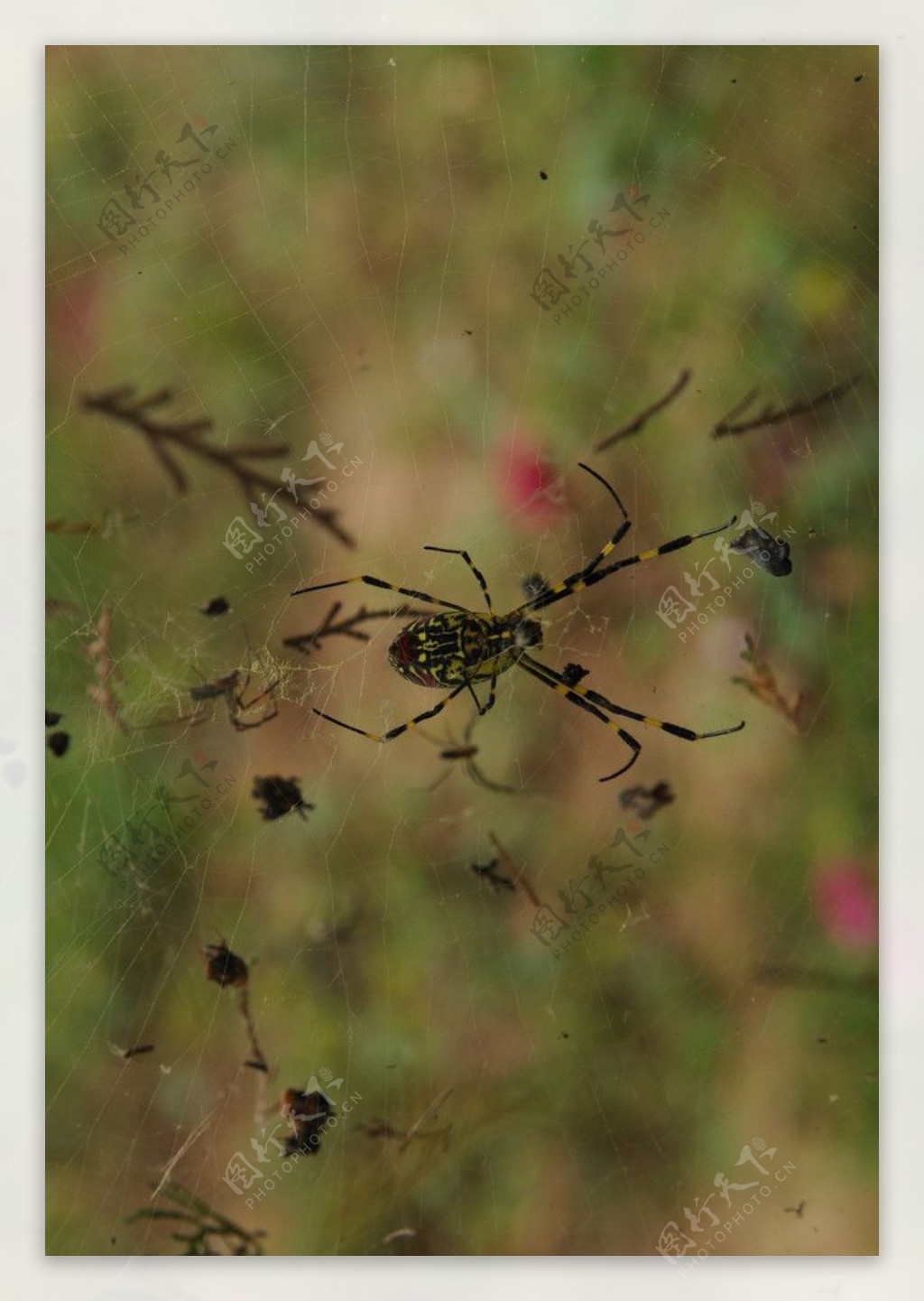 七彩蜘蛛图片